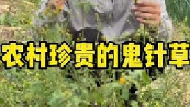 没想到农村随处可见的鬼针草，它的价值竟然这么高，有的人用它制茶，有的人用它的嫩叶包水饺