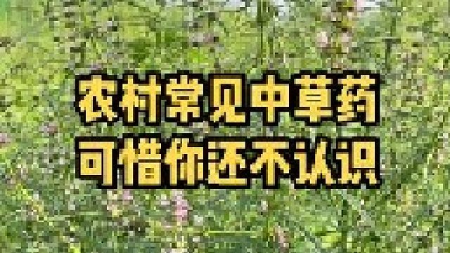 没想到这些农村常见的植物竟然都是中草药，可惜现在认识它们的人越来越少了，分享给身边的小朋友们