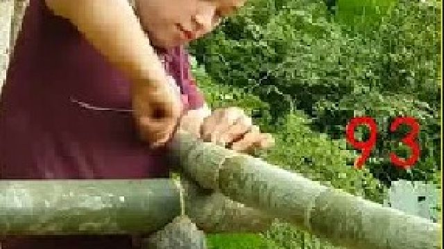 采摘脆甜的苹果  饲养家中毛孩子