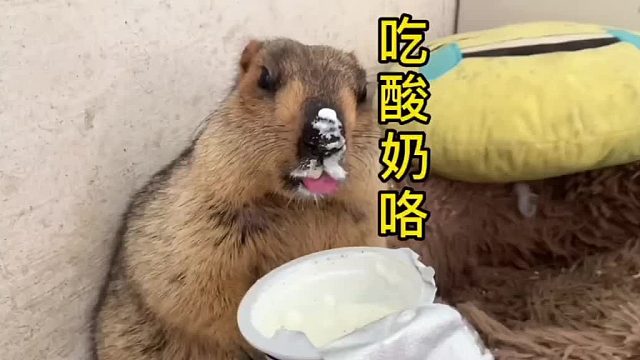 人间美味酸奶。