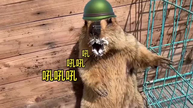 为土拨鼠吃酸奶像喂孩子一样。