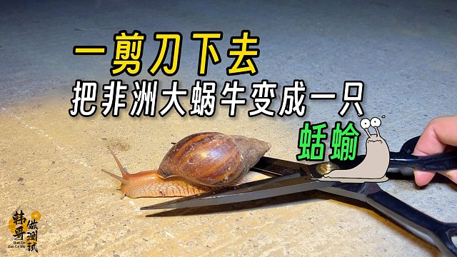 用剪刀把蜗牛的壳剪掉，变成一只蛞蝓，让蜗牛无家可归！