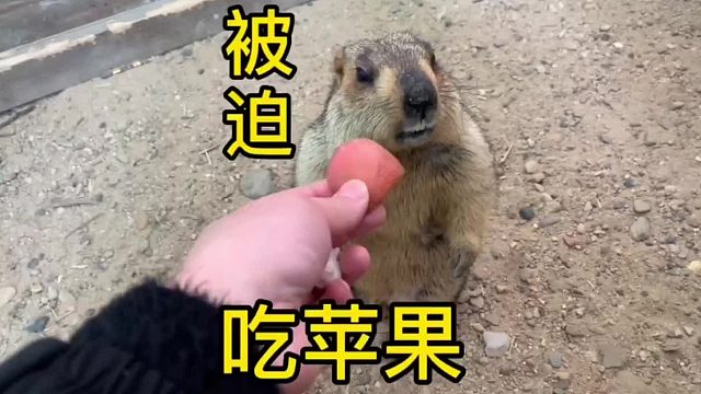 拆拆：鼠鼠我啊，今天被强迫吃了个坏苹果。