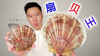 一個(gè)1.5斤的扇貝之王，比臉還大，三種吃法一個(gè)就飽
