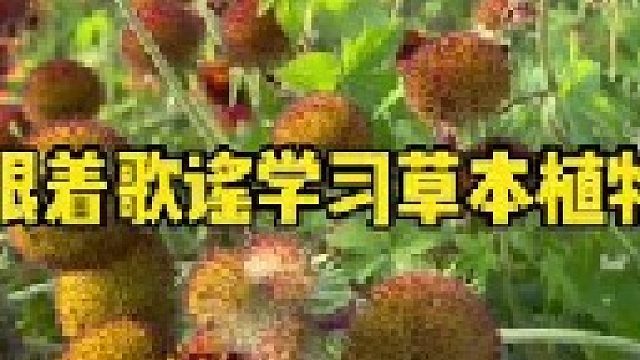你的家乡都有这些植物吗？方言管它们叫什么名字呢？