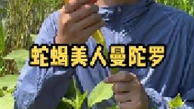 你对曼陀罗了解多少？万一穿越回古代后定会用到。大家管它叫什么名字呢？