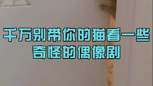 千万别带你的猫看一些奇怪的偶像剧