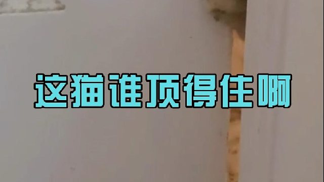 这猫谁顶得住啊