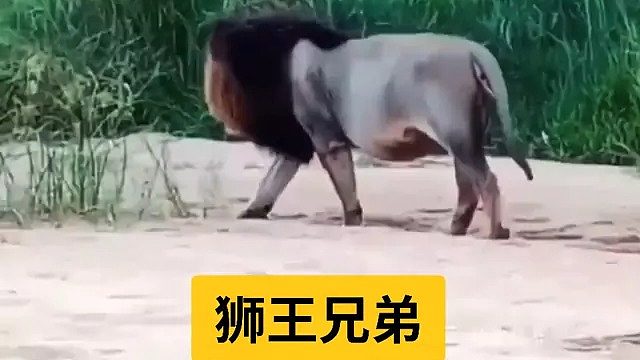 两头老狮王｜东岸帅哥与南时尚大师同框