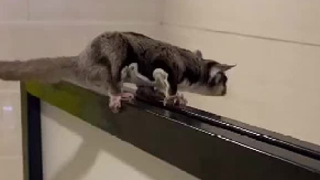 蜜袋鼯训练 差点没有下集了，保护手机安全