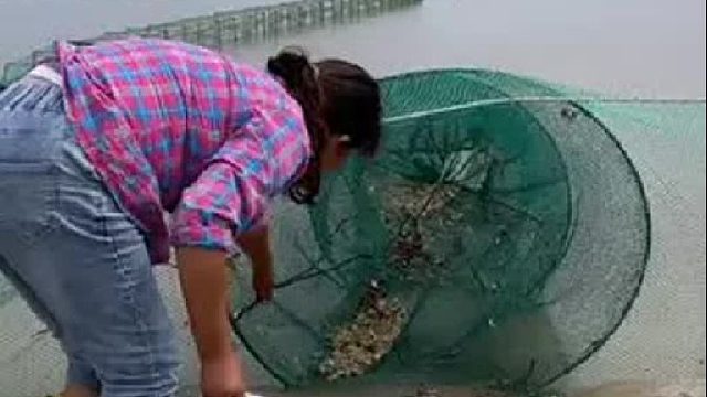户外赶海抓海鲜