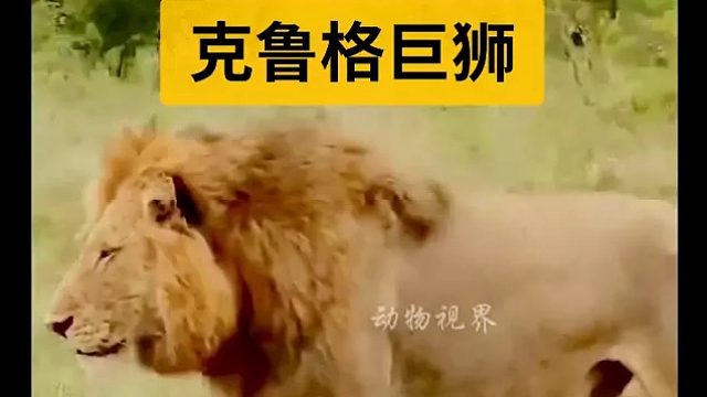 来自克鲁格的强壮雄狮｜这壮硕的身板你能干过吗？
