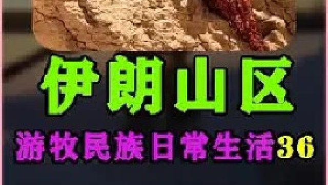 游牧民族日常生活 放牧挤羊奶  (1)