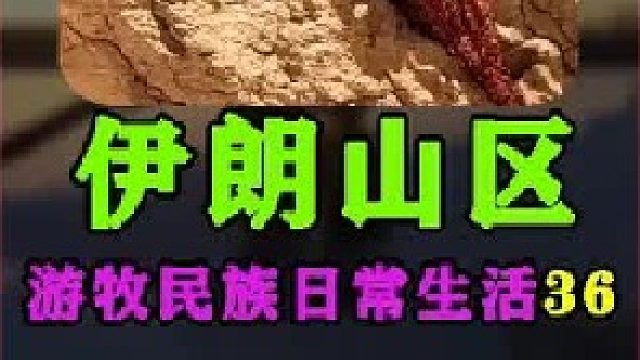 游牧民族日常生活 放牧挤羊奶  (3)