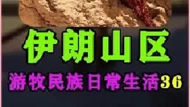 游牧民族日常生活 放牧挤羊奶  (2)