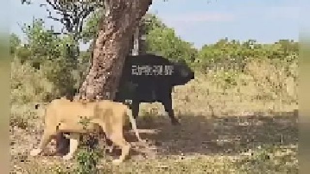 暴躁的野牛冲进母狮群｜母狮们四散而逃 母狮首领尽显镇定 从容应对