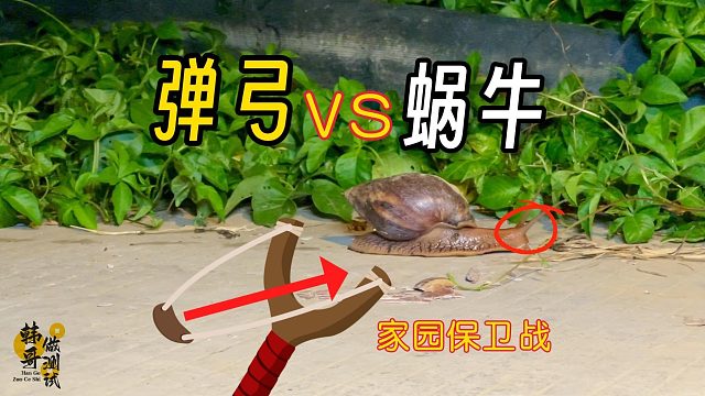 非洲蜗牛入侵我的家园，小伙手持弹弓一发一个，太解压了！
