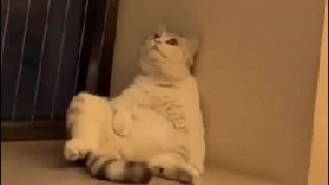 猫：没了！真没了！这下快乐真的没了！