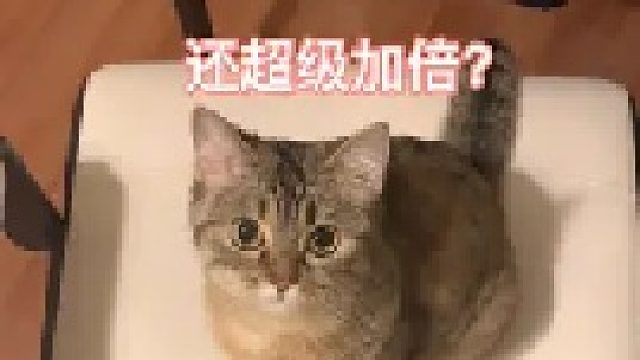 跟你们说她听得懂，这下好了，又气成一个团了