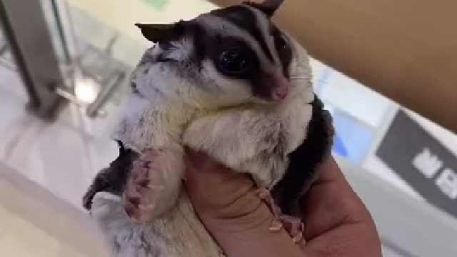 想看它滑翔吗，想看评论1，下期更新