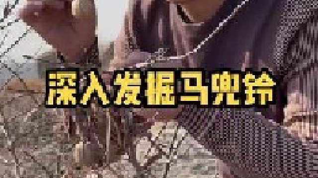 你见过马兜铃吗？管它叫啥名？如果大家遇见了马兜铃，一定要远离它。