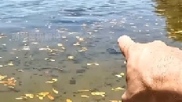 男子发现一只大鱼