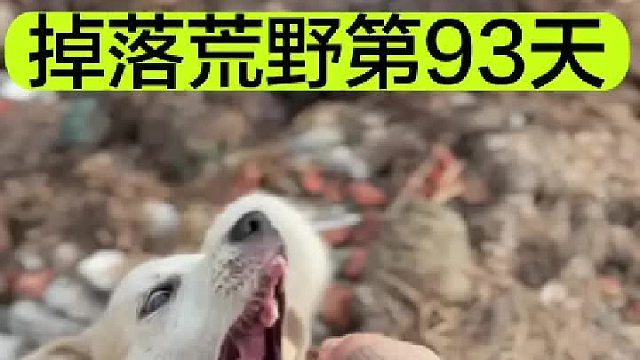 掉落荒野的第93天吃饭的家伙置备齐全了