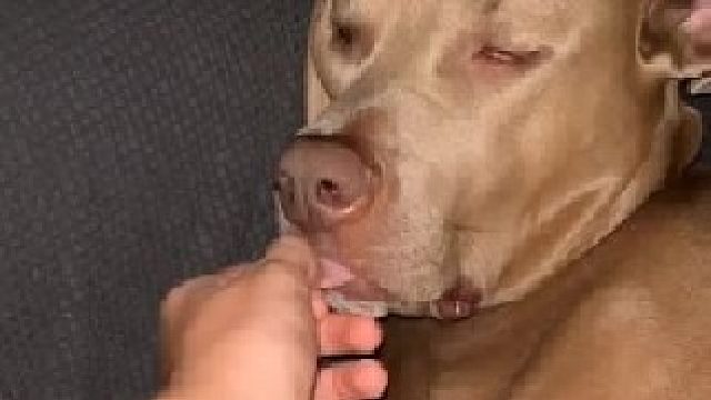 狗：你是真的狗，我劝你识相点，给我塞回去！