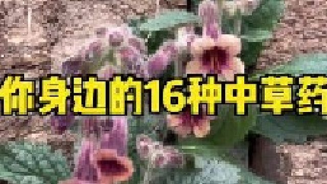 你身边的16种中草药，你们家乡是叫它什么名？