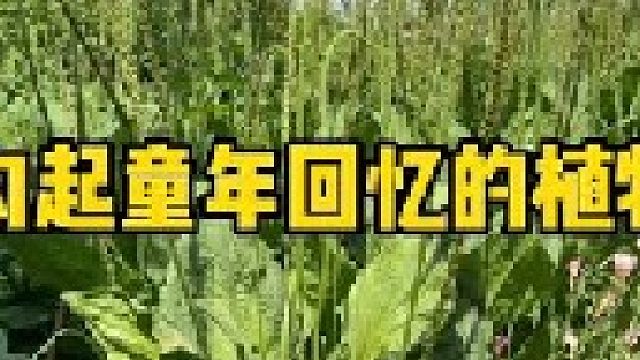 你有多久没有回老家了？如今看到这些植物，是否能回忆起你的童年？小时候你都管这些植物叫什么名呢？