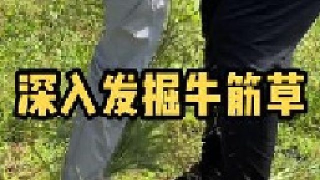 牛筋草抓地牢固，又叫“蹲倒驴”。没想到好处这么多，大家管牛筋草叫什么名字呢？