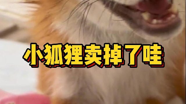 啊听说有人说我把小狐狸卖掉了哇