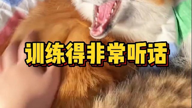 啊要怎样才能把一只小狐狸训练得非常听话