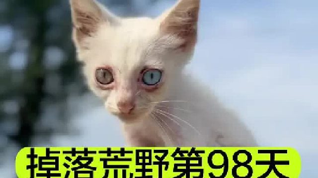 掉落荒野的第98天我们拥有了一只茶杯猫