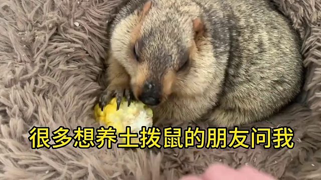 今天给那些想养土拨鼠的科普一下。