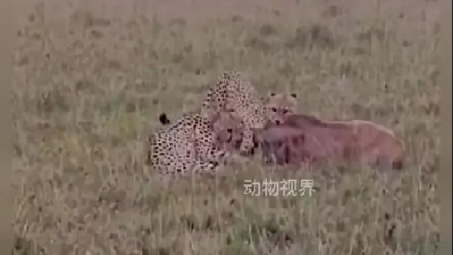 昨天在一起睡觉的猎豹兄弟｜今天的精彩捕猎画面