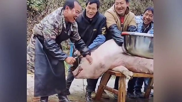 人家是杀年猪，你是吓唬猪啊