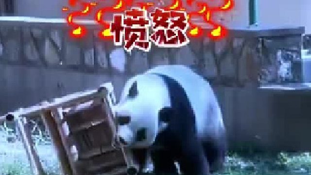 熊猫：我是什么身份？敢摔我
