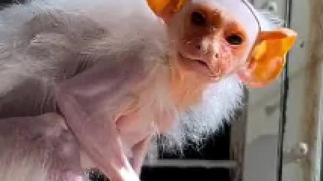 这是什么吗喽？