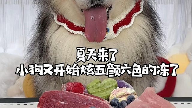 小狗又开始炫五颜六色的冻了