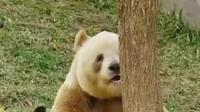 大熊猫七仔和薅它熊猫毛的喜鹊们，还会翻个身让它们继续