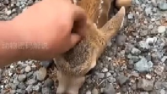 小鹿给路过的女子下跪