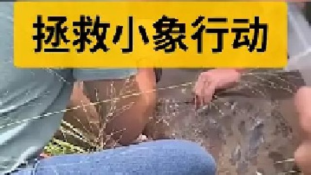 拯救受伤的小象