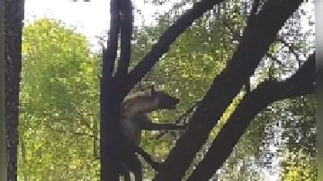 一只非常有上进心的鬣狗｜它在练习爬树 以后就走到哪都有吃的了