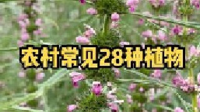 农村常见的28种草本植物，还有好多人不知道它们的名字，可惜现在很少了。你认识多少种？