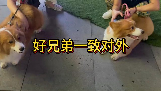 好兄弟一致对外哈哈#动物圈#汪星人