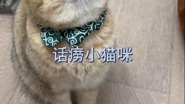 话唠猫的境界就是和自己吵架