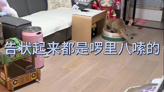 话痨猫告状起来都是啰里八嗦的