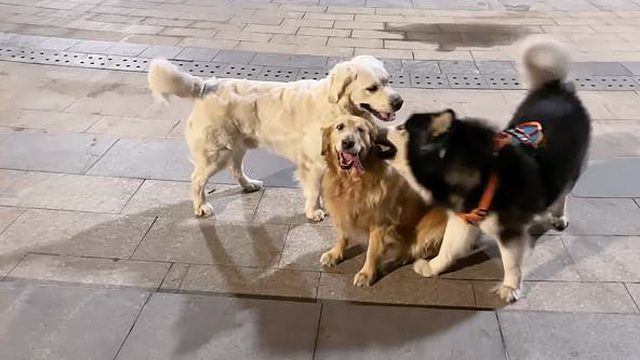 金毛打架打输后，行为变得古怪……