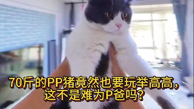 70斤的PP猪竟然也要玩举高高，这不是难为P爸吗？
